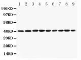 Anti-PON1 Antibody Picoband® Boster Bio