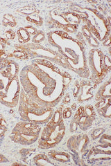 Anti-TNFAIP8L3 Antibody Picoband® Boster Bio