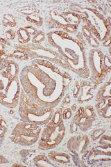 Anti-TNFAIP8L3 Antibody Picoband® Boster Bio