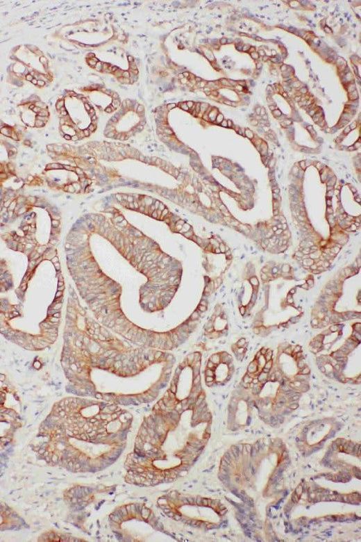 Anti-TNFAIP8L3 Antibody Picoband® Boster Bio