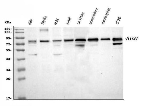 Anti-Apg7/ATG7 Antibody Picoband® Boster Bio