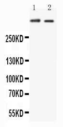 Anti-Huntingtin/HTT Antibody Picoband® Boster Bio