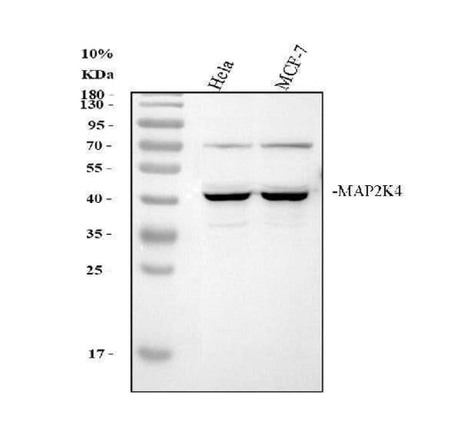Anti-MEK4/MAP2K4 Antibody Picoband® Boster Bio