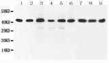 Anti-SOX7 Antibody Picoband® Boster Bio