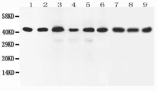 Anti-SOX7 Antibody Picoband® Boster Bio