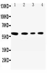 Anti-SynCAM/CADM1 Antibody Picoband® Boster Bio
