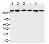 Anti-Mucin 5AC/MUC5AC Antibody Picoband® Boster Bio
