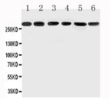 Anti-Mucin 5AC/MUC5AC Antibody Picoband® Boster Bio