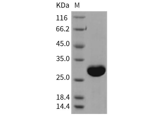 > 97 % as determined by reducing SDS-PAGE.