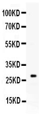 Anti-Kallikrein 8/KLK8 Antibody Picoband® Boster Bio