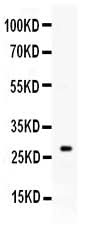 Anti-Kallikrein 8/KLK8 Antibody Picoband® Boster Bio