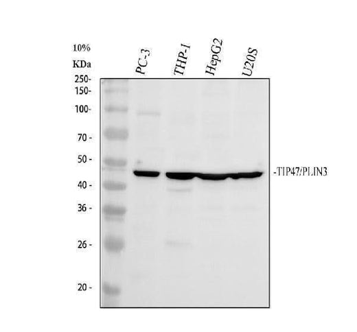 Anti-Perilipin 3/PLIN3 Antibody Picoband® Boster Bio