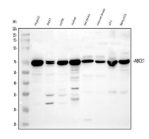 Anti-ABCE1 Antibody Picoband® Boster Bio