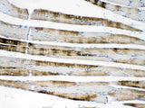 Anti-ACTN3 Antibody Picoband® Boster Bio