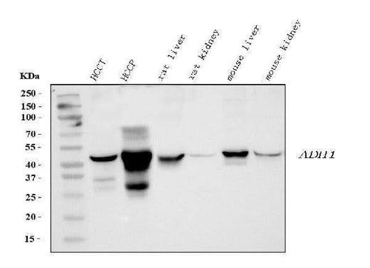 Anti-Alcohol Dehydrogenase/ADH1A Antibody Picoband® Boster Bio