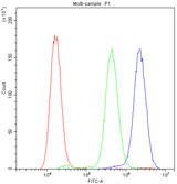 Anti-ADO Antibody Picoband® Boster Bio