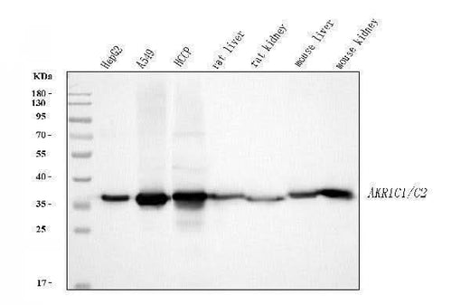 Anti-AKR1C1/C2 Antibody Picoband® Boster Bio