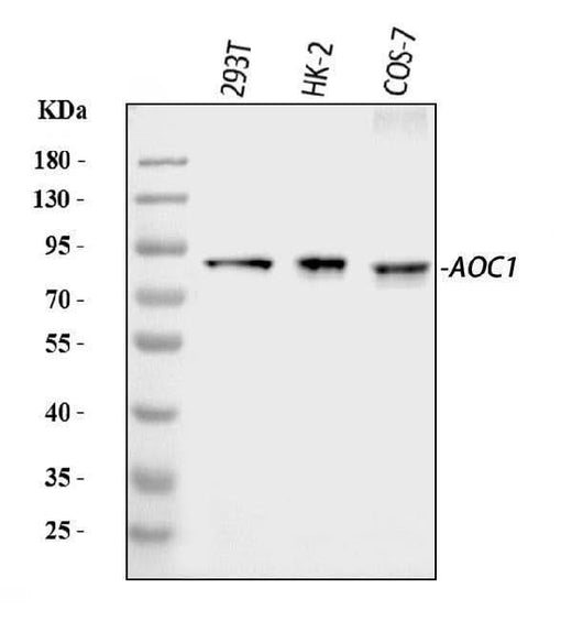 Anti-ABP1/AOC1 Antibody Picoband® Boster Bio