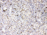 Anti-Apolipoprotein B/APOB Antibody Picoband® Boster Bio