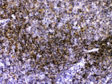 Anti-CD40 Antibody Picoband® Boster Bio
