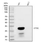 Anti-Cathepsin G/CTSG Antibody Picoband® Boster Bio