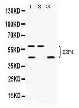 Anti-E2F4 Antibody Picoband® Boster Bio