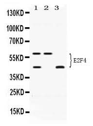 Anti-E2F4 Antibody Picoband® Boster Bio