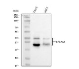 Anti-EpCAM Antibody Picoband® Boster Bio