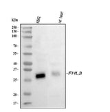 Anti-FHL3 Antibody Picoband® Boster Bio