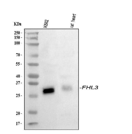 Anti-FHL3 Antibody Picoband® Boster Bio