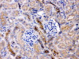 Anti-GNB1 Antibody Picoband® Boster Bio