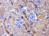 Anti-GNB1 Antibody Picoband® Boster Bio