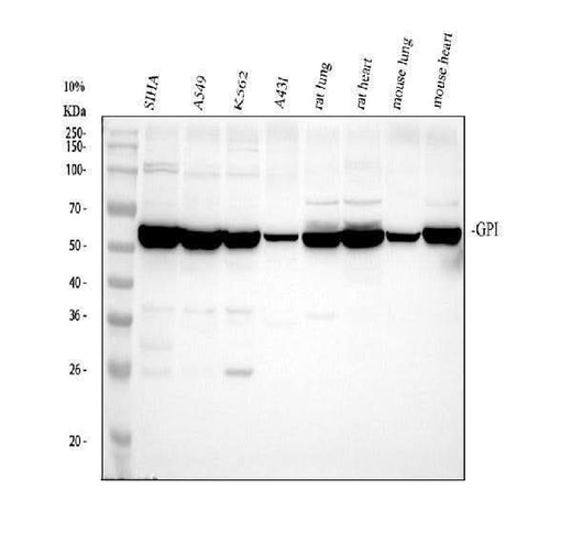 Anti-Glucose 6 phosphate isomerase/GPI Antibody Picoband® Boster Bio