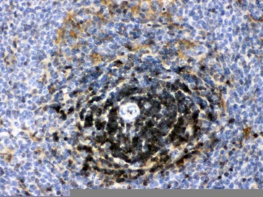 Anti-Lactate Dehydrogenase B/LDHB Antibody Picoband® Boster Bio