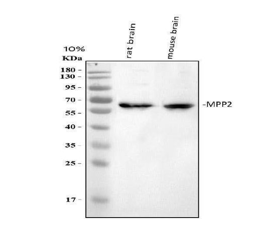 Anti-MPP2 Antibody Picoband® Boster Bio