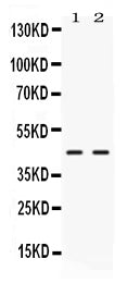 Anti-NR2F6 Antibody Picoband® Boster Bio