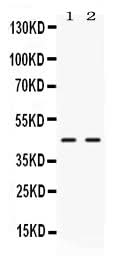Anti-NR2F6 Antibody Picoband® Boster Bio