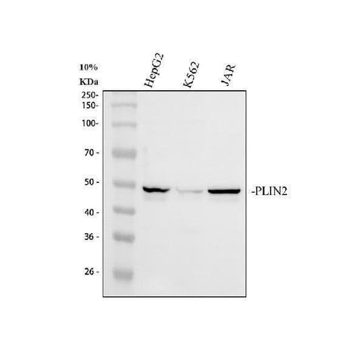 Anti-ADFP/PLIN2 Antibody Picoband® Boster Bio