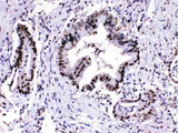 Anti-Proteasome 20S alpha 3/PSMA3 Antibody Picoband® Boster Bio