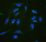 Anti-RPL19 Antibody Picoband® Boster Bio