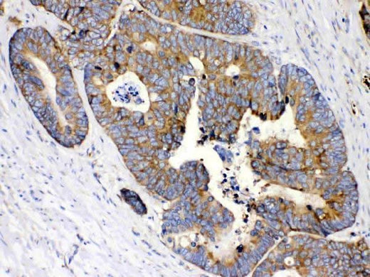 Anti-MPS1/RPS27 Antibody Picoband® Boster Bio