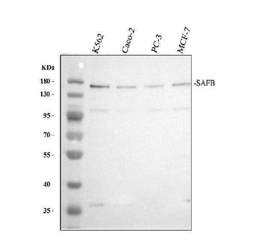 Anti-SAFB Antibody Picoband® Boster Bio