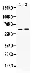 Anti-SCTR Antibody Picoband® Boster Bio