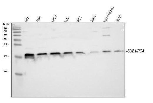 Anti-PC4/SUB1 Antibody Picoband® Boster Bio