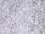 Anti-Synapsin I/SYN1 Antibody Picoband® Boster Bio
