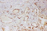 Anti-Adiponectin/ADIPOQ Antibody Picoband® Boster Bio