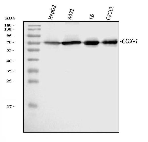 Anti-COX1/Cyclooxygenase 1/PTGS1 Antibody Picoband® Boster Bio
