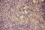 Anti-GM-CSF/CSF2 Antibody Picoband® Boster Bio