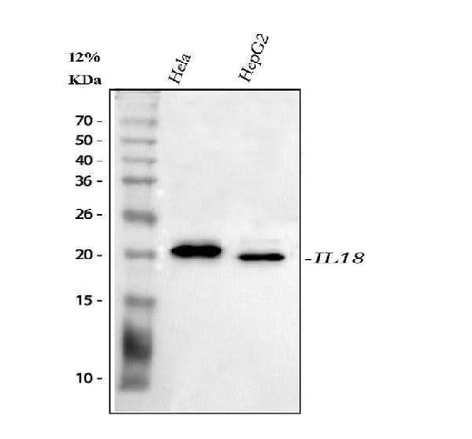 Anti-IL18 Antibody Picoband® Boster Bio