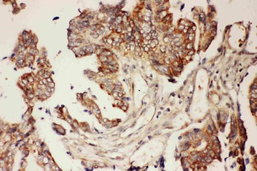 Anti-CNTF Antibody Picoband® Boster Bio